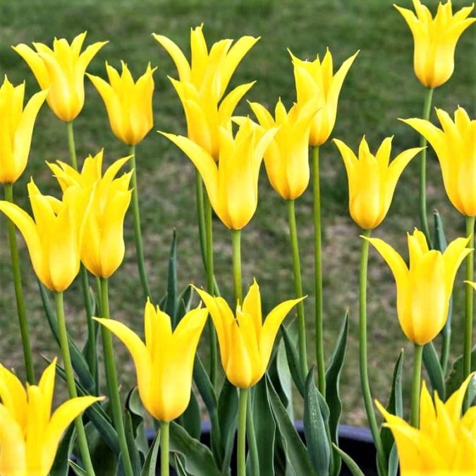 Kamiyubetsu Tulip Park