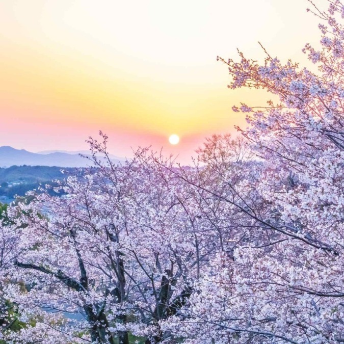 Cherry blossoms in Kikuchi Valley