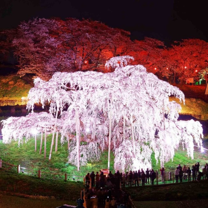 Miharu Takizakura tree