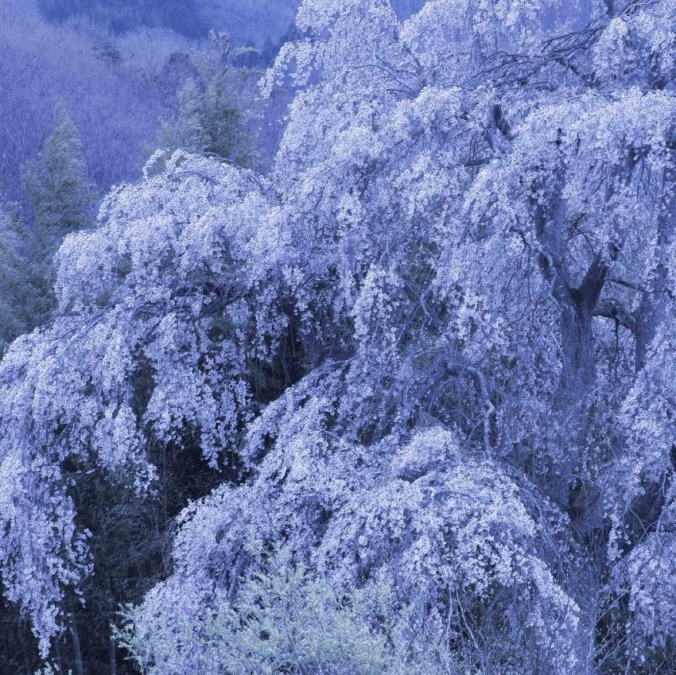 Miharu Takizakura tree