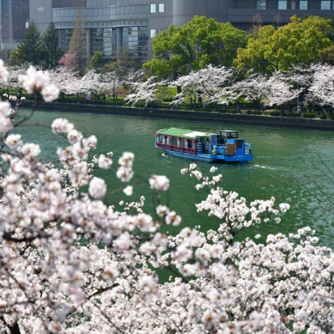 Cherry blossoms at Kema Sakuranomiya Park