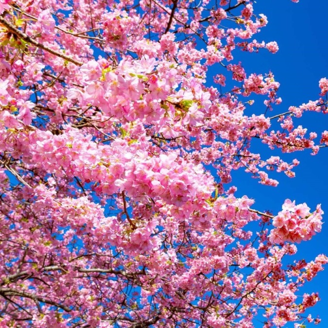 Cherry blossoms in Kawazu-cho,Izu