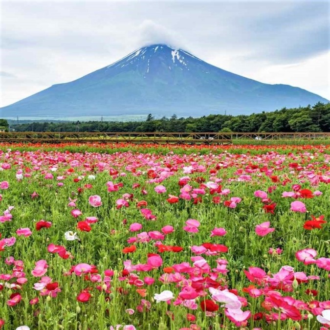 Yamanakako Hananomiyako Flower Park