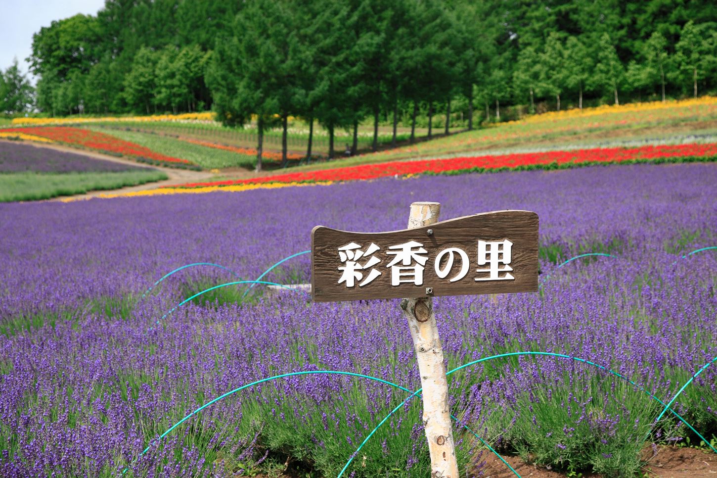 Saika-no-sato, a lavender field in Hokkaido