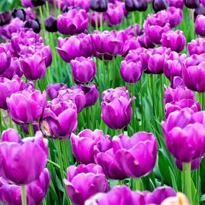 Tonami Tulip Park