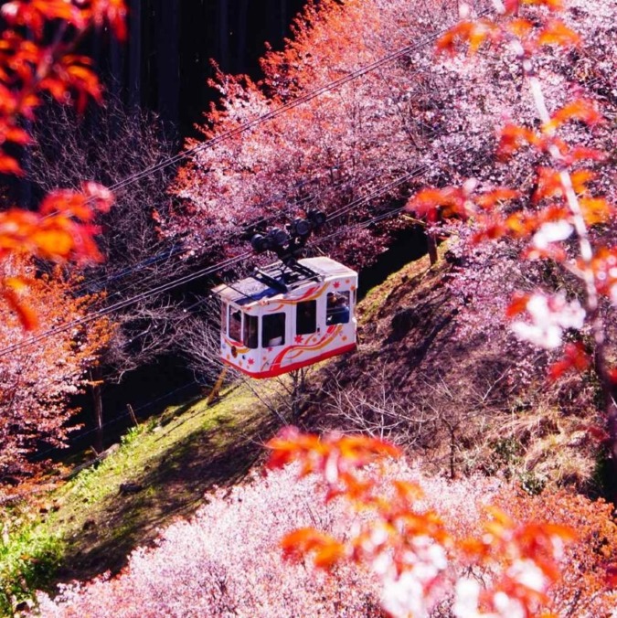 Beautiful cherry blossom scenery of Yoshinoyama