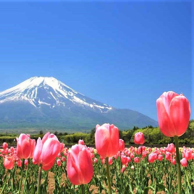 Yamanakako Hananomiyako Flower Park