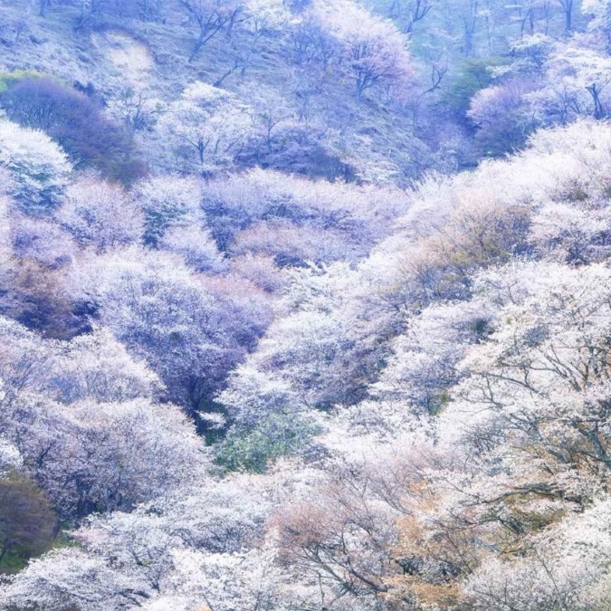 Beautiful cherry blossom scenery of Yoshinoyama