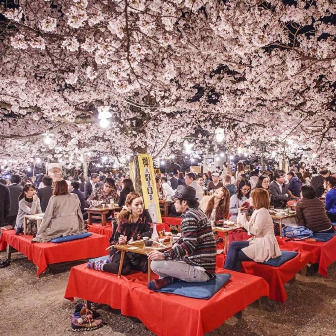 Cherry blossoms in Maruyama Park