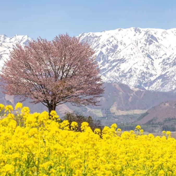 Scenery of Hakuba in early spring