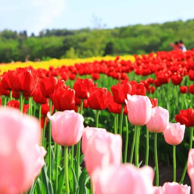 Echigo Hillside Park