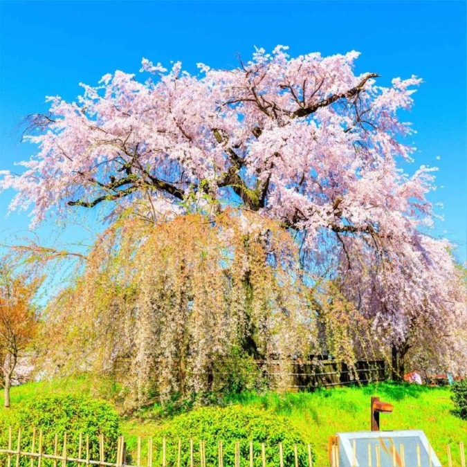 Cherry blossoms in Kyoto