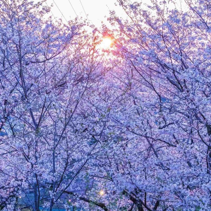 Cherry blossoms in Kikuchi Valley