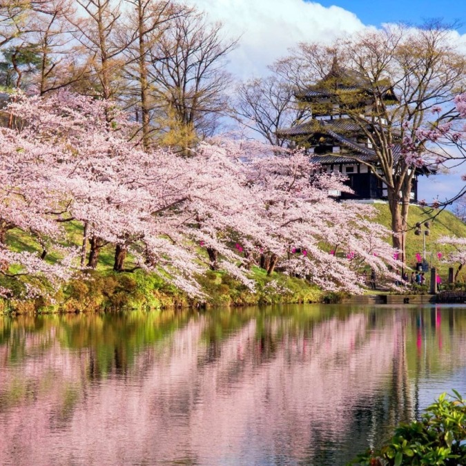 Cherry blossoms at Takada Castle