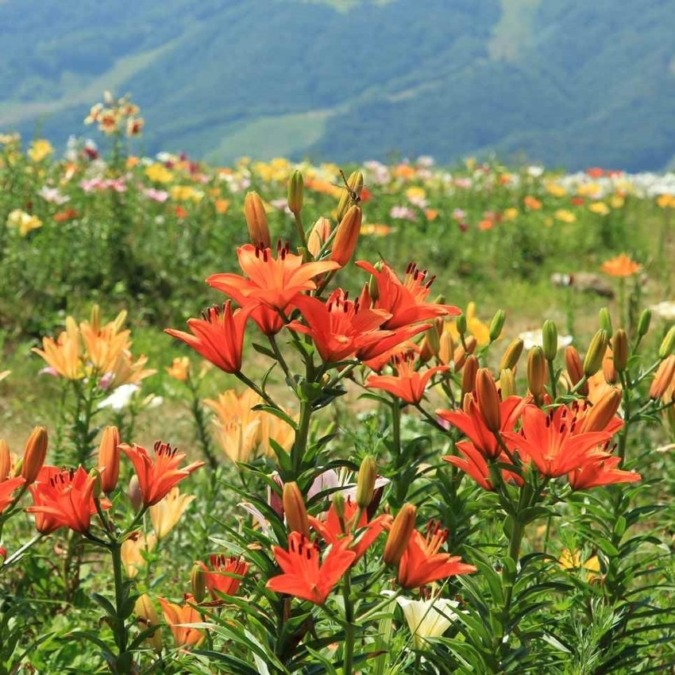 Alpine Plants in Hakuba