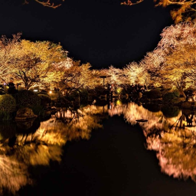 Cherry blossoms in Kyoto