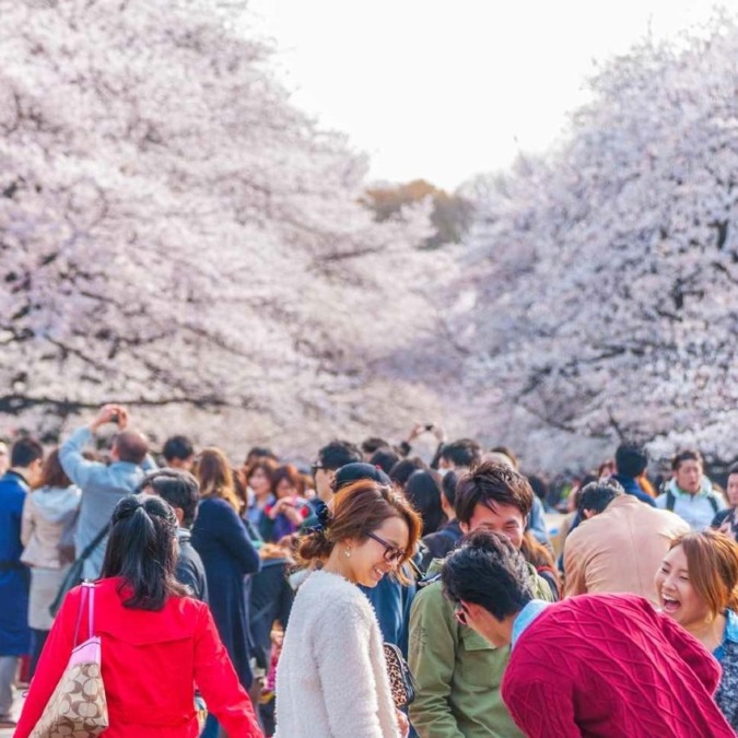 Cherry blossom scenery in Ueno Park