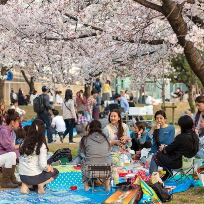 Cherry blossoms at Kema Sakuranomiya Park