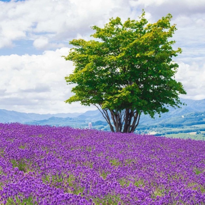 Hinode Park Lavender Garden