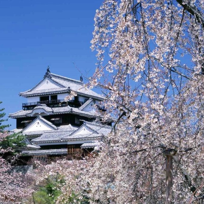 Cherry blossoms at Matsuyama Castle