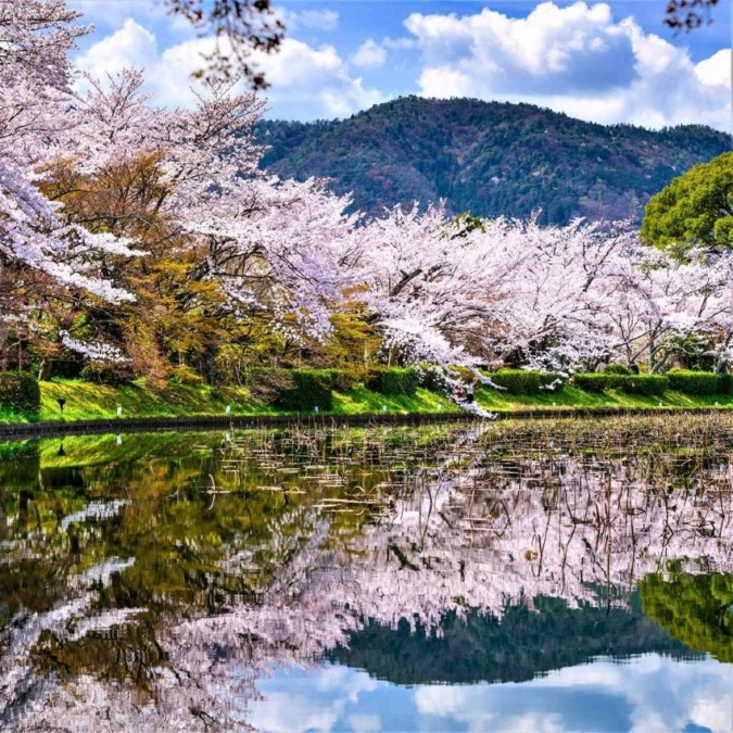 Cherry blossoms in Kyoto