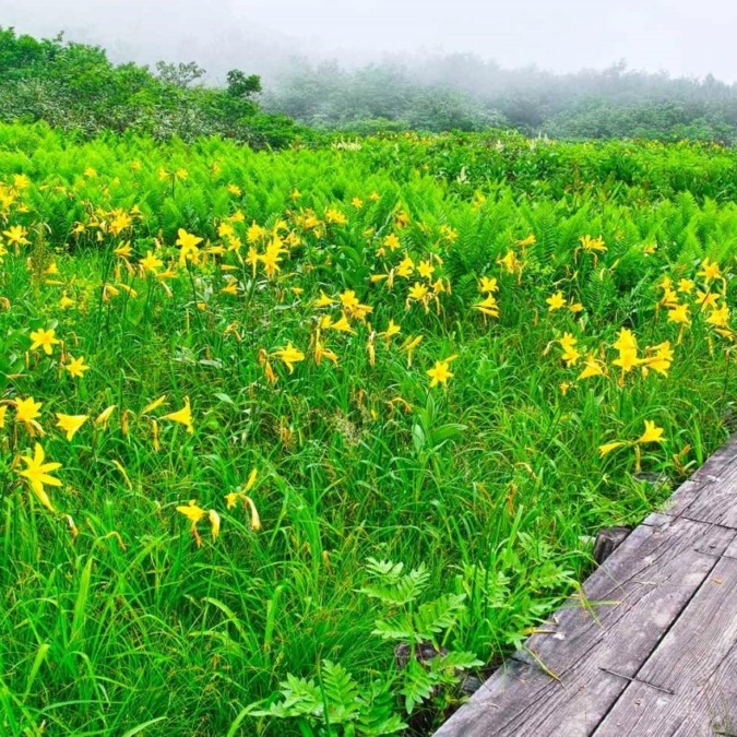 Alpine Plants in Hakuba