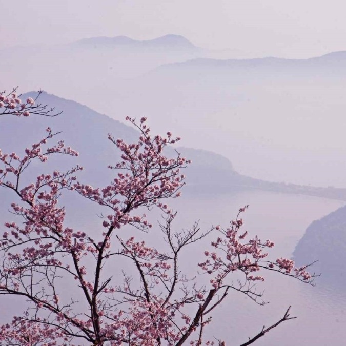 Cherry blossoms on Mt.Shiude