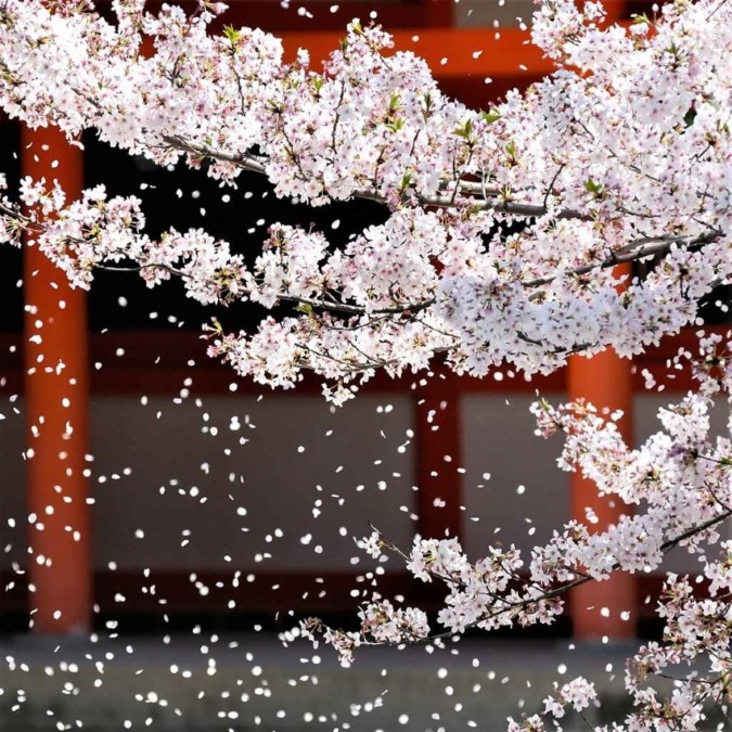 Cherry blossoms in Kyoto