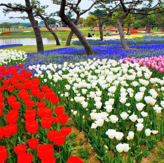 Nemophila at Uminonakamichi Seaside Park