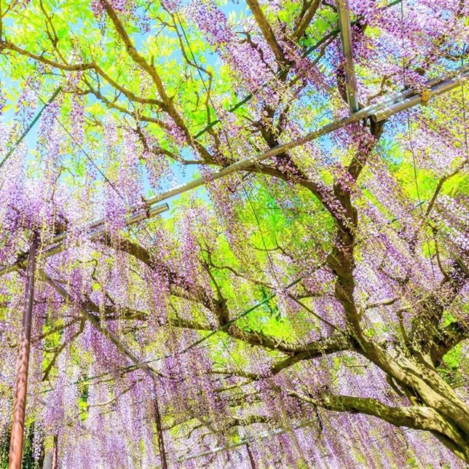 Wisteria flowers at Byakugoji Temple