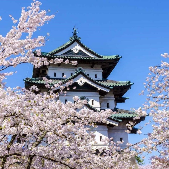 Cherry blossoms at Hirosaki Castle