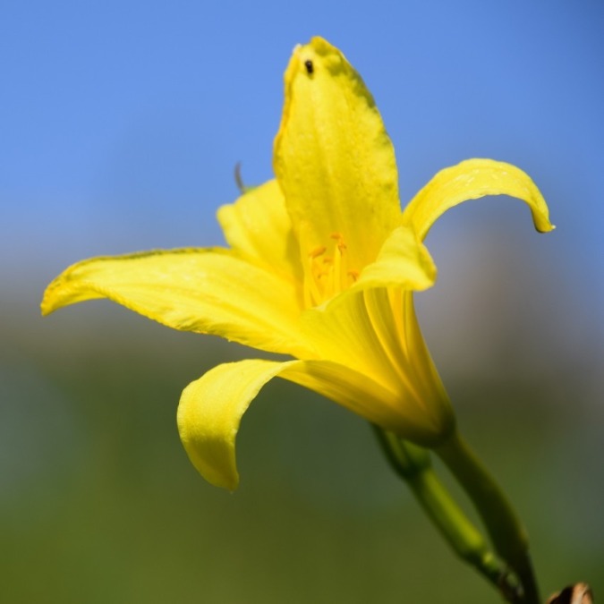 Koshimizu Wild Flower Garden