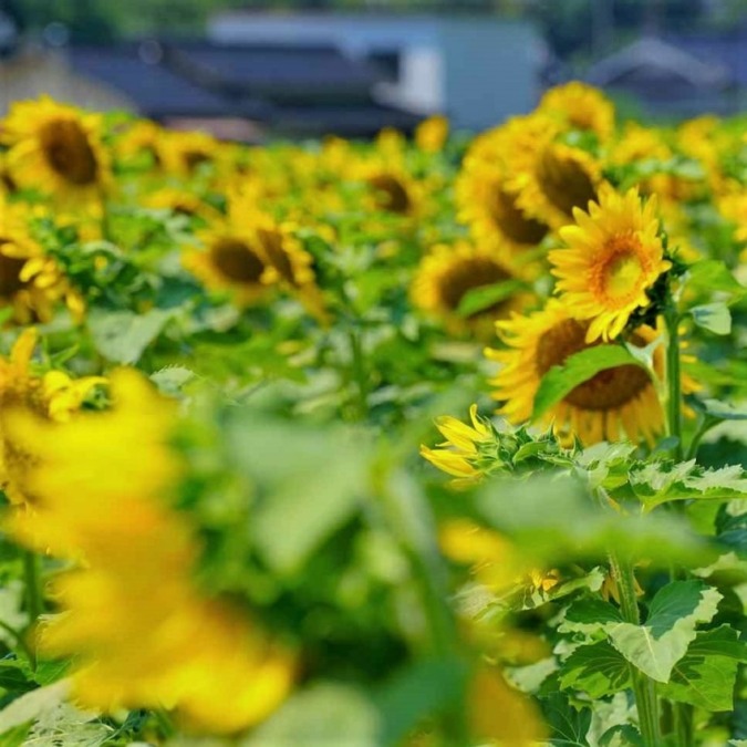 Nanko sunflower fields