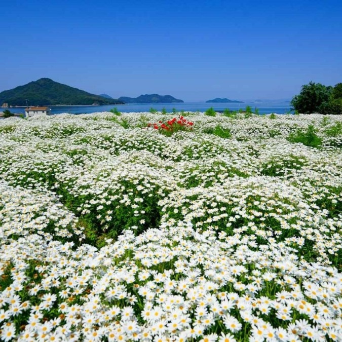 Margaret at Flower Park Urashima