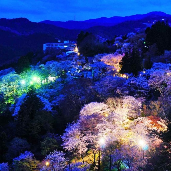 Beautiful cherry blossom scenery of Yoshinoyama