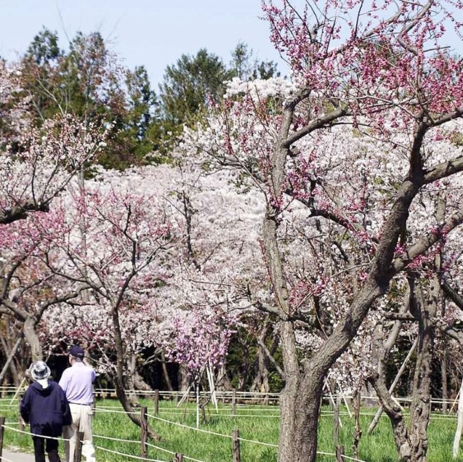 Hokkaido-Jingu Shrine