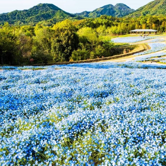 国営讃岐まんのう公園 香川県 ４月中旬 ５月上旬 ネモフィラの花畑が見事 お花畑モンスター