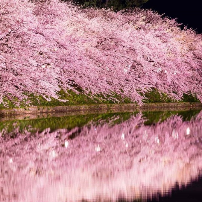 Cherry blossoms at Hirosaki Castle