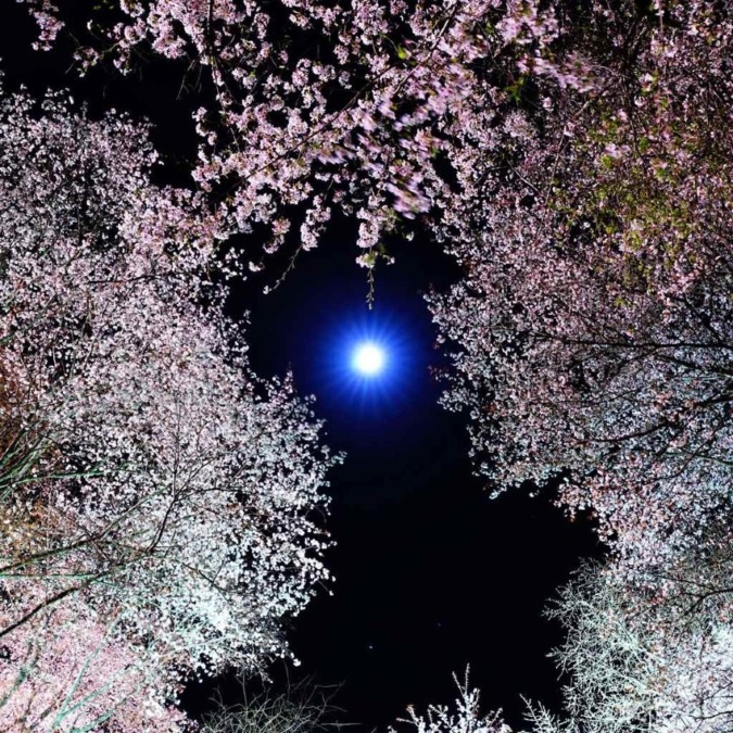 Beautiful cherry blossom scenery of Yoshinoyama