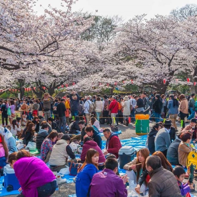 Cherry blossom scenery in Ueno Park