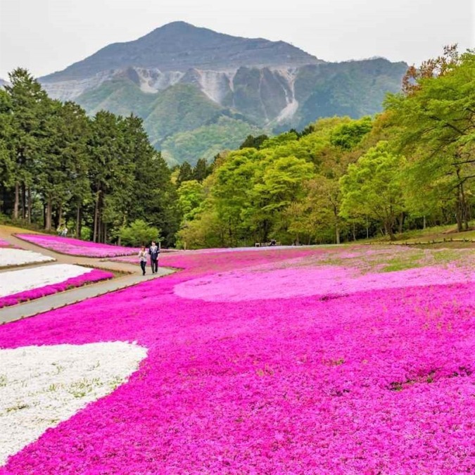 Hitsujiyama Park