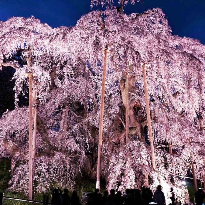 Miharu Takizakura tree