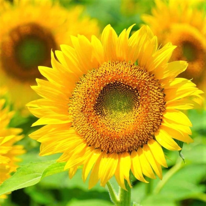 Tsunan Sunflower Field