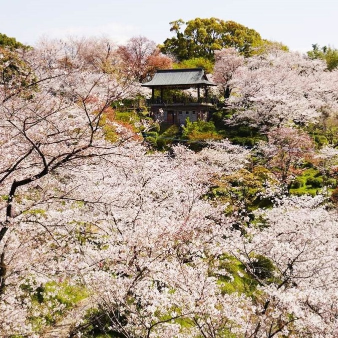 Cherry blossoms in Kikuchi Valley