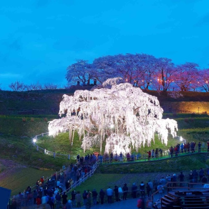 Miharu Takizakura tree