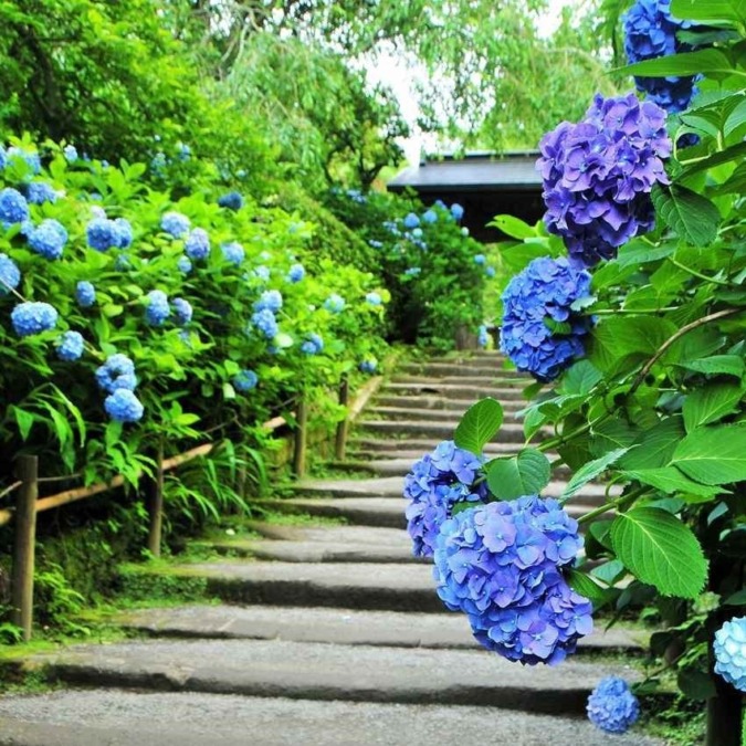 Meigetsuin in the season of hydrangea