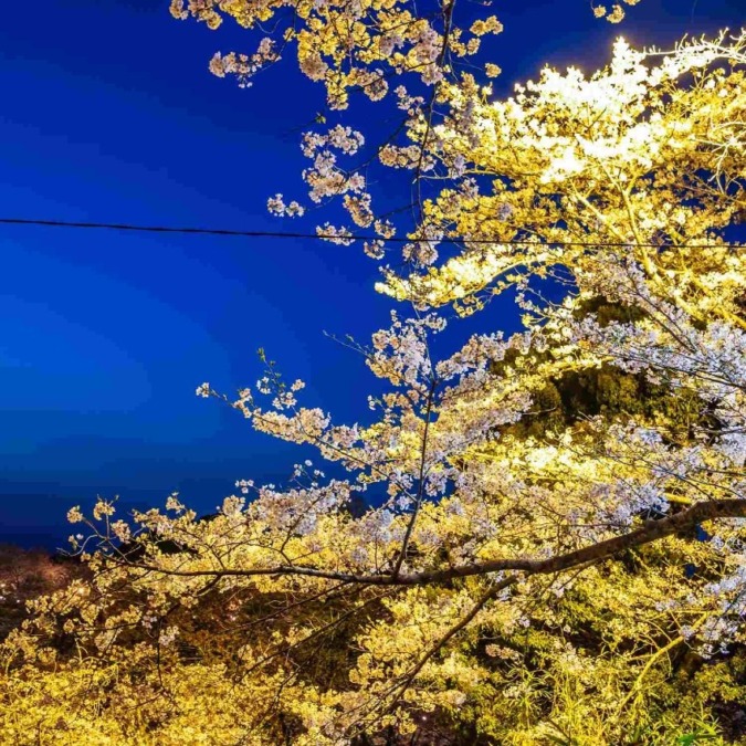 Cherry blossoms in Kikuchi Valley