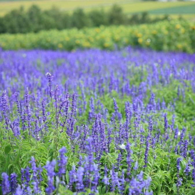 Flowerland Kamifurano