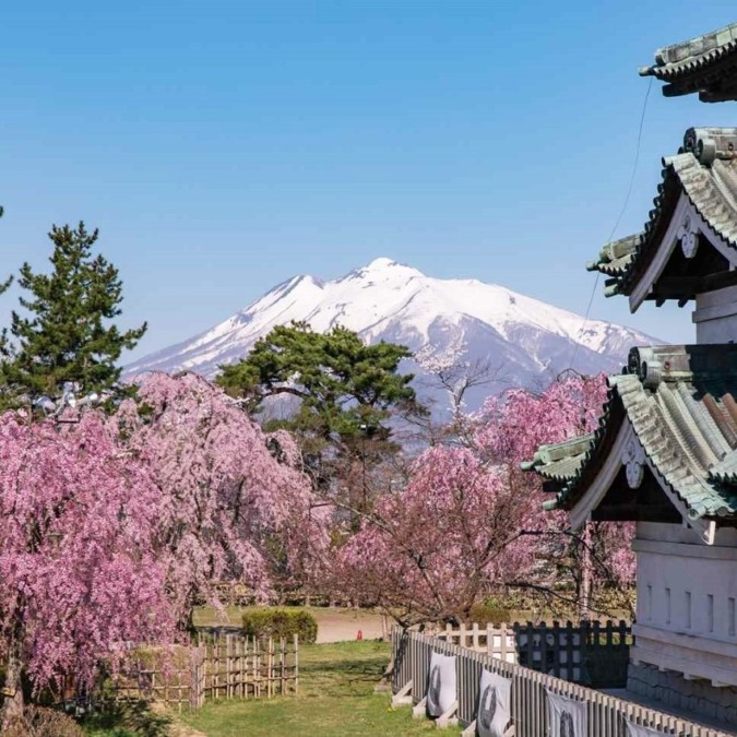 Cherry blossoms at Hirosaki Castle