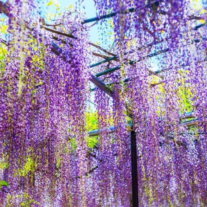 Wisteria flowers at Byakugoji Temple